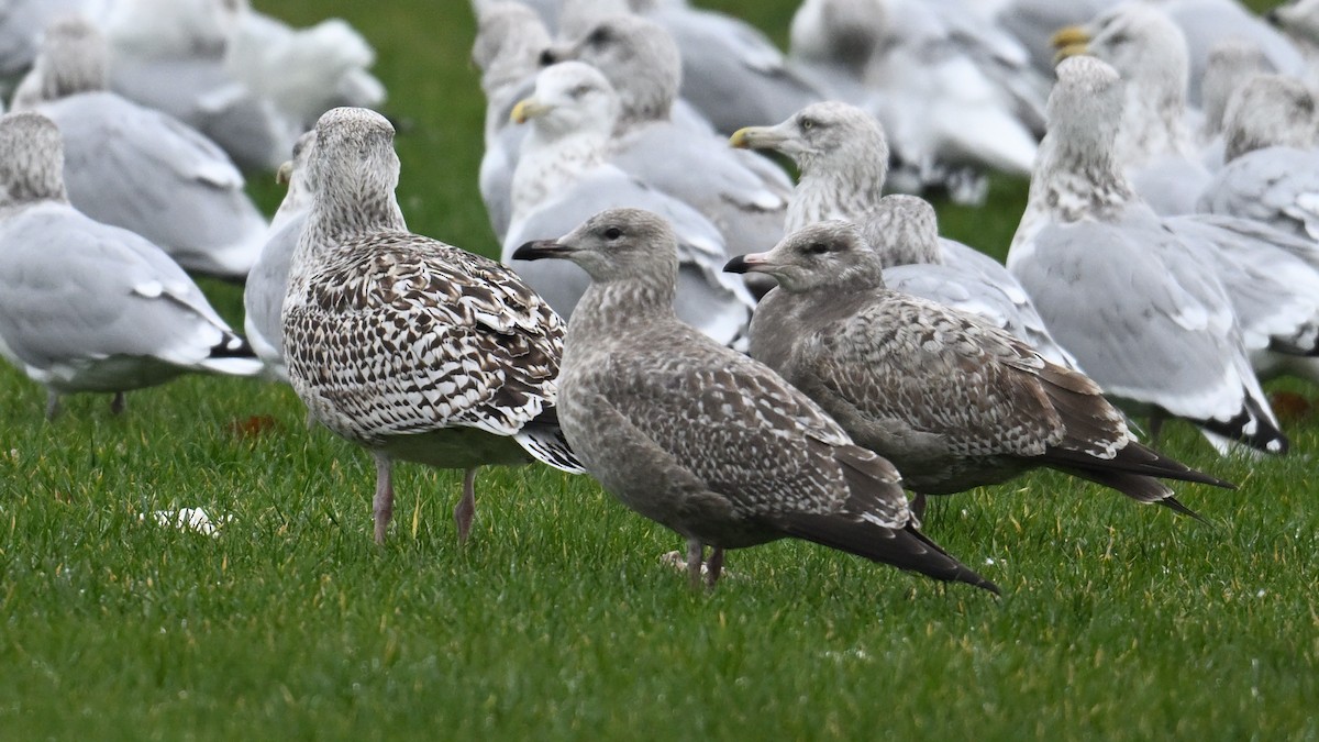 American Herring Gull - ML645966866