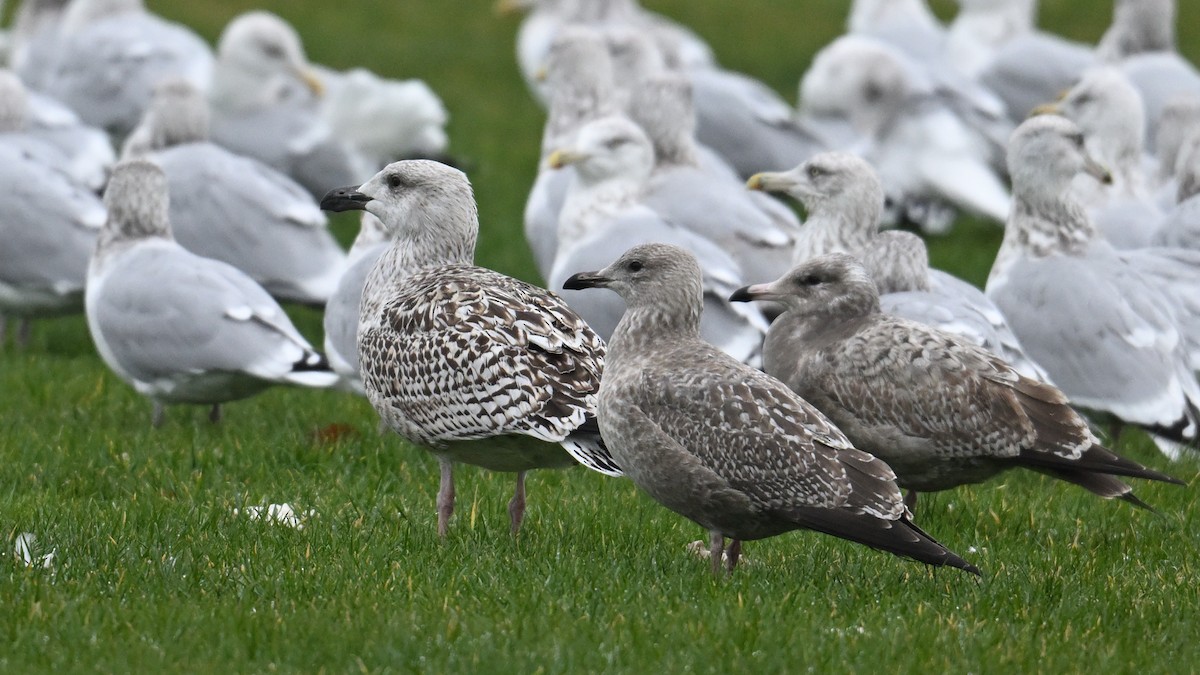 American Herring Gull - ML645966867