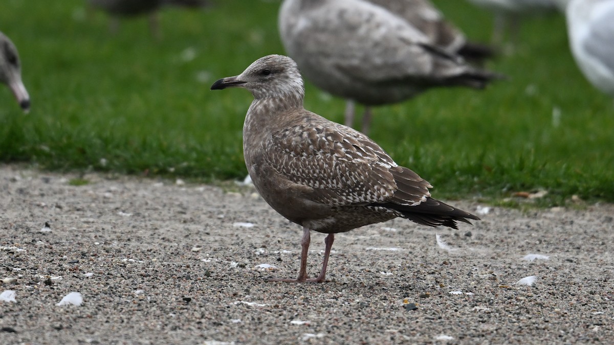American Herring Gull - ML645966868