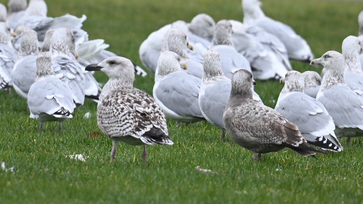 American Herring Gull - ML645966869