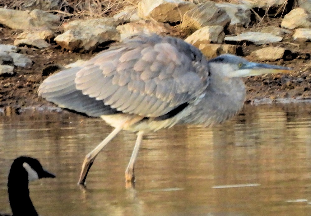 Great Blue Heron - ML645966871