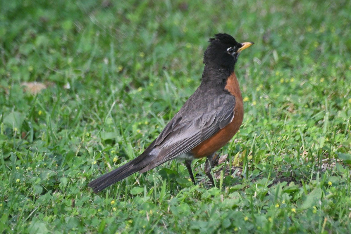 קיכלי נודד - ML645966893