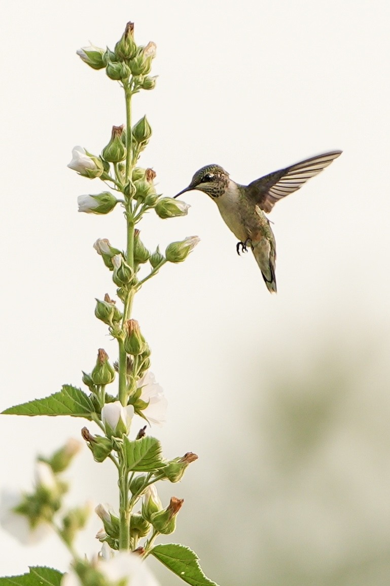 Ruby-throated Hummingbird - ML645966894