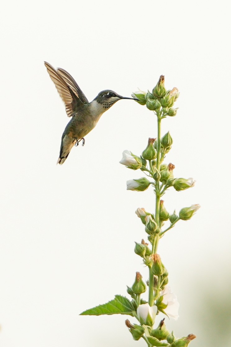 Ruby-throated Hummingbird - ML645966895