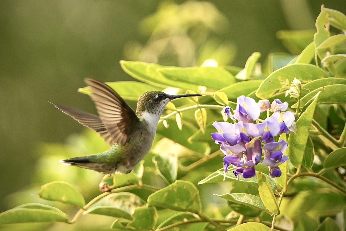 Ruby-throated Hummingbird - ML645966896