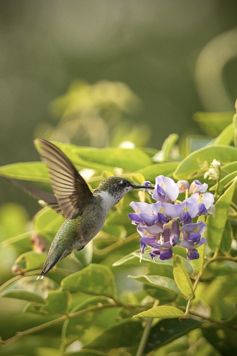 Ruby-throated Hummingbird - ML645966897