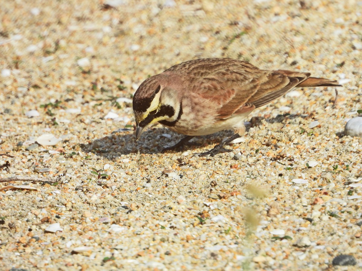 Alondra Cornuda - ML645966898