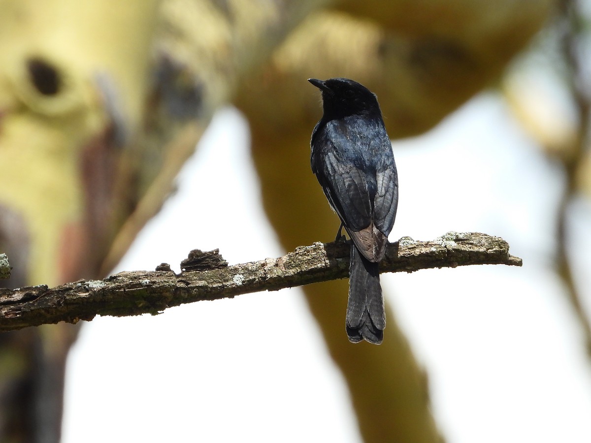 Southern Black-Flycatcher - ML645966903