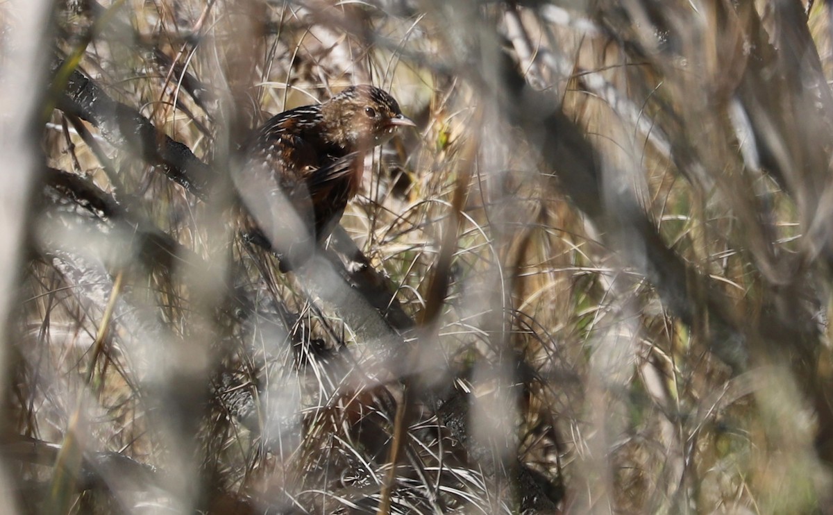 Sedge Wren - ML645966905