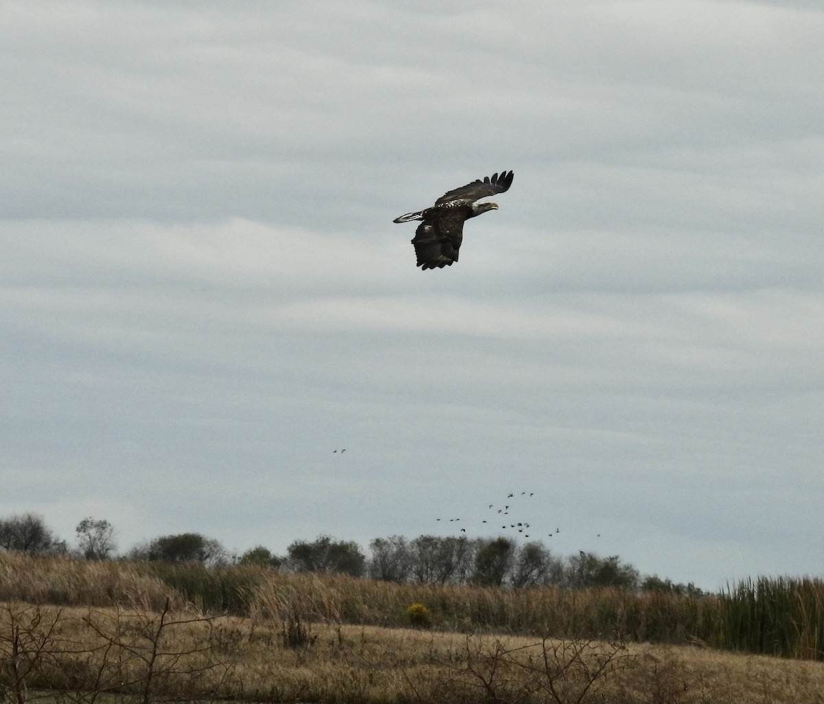 עיטם לבן-ראש - ML645966910