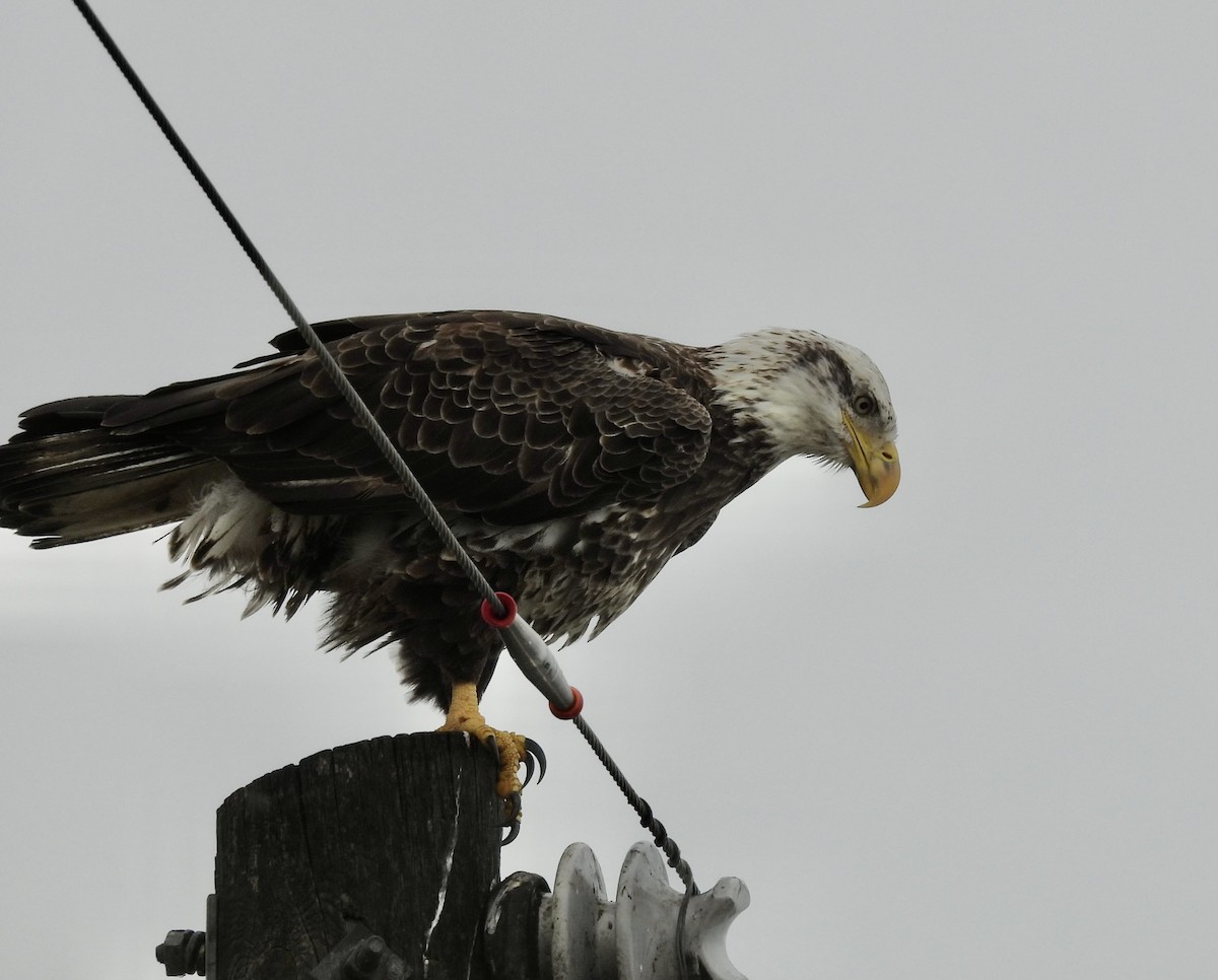 עיטם לבן-ראש - ML645966911