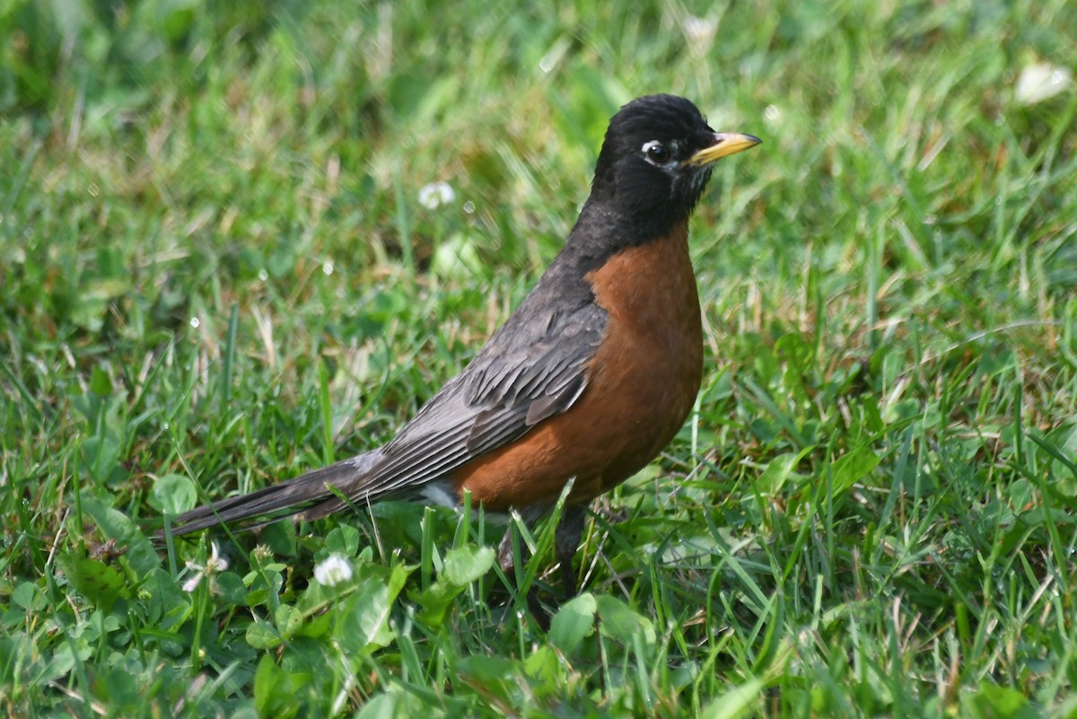 קיכלי נודד - ML645966922