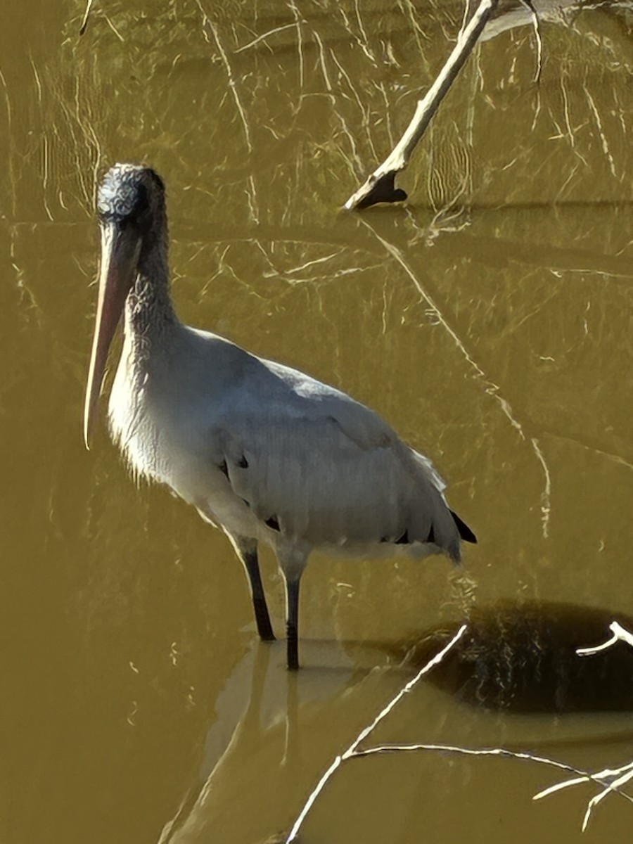 Wood Stork - ML645966933
