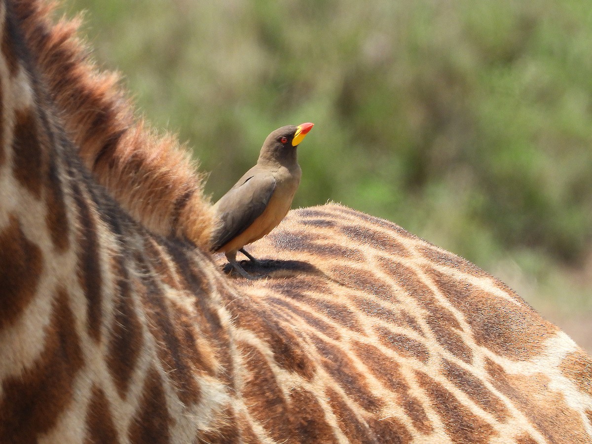 Yellow-billed Oxpecker - ML645966940