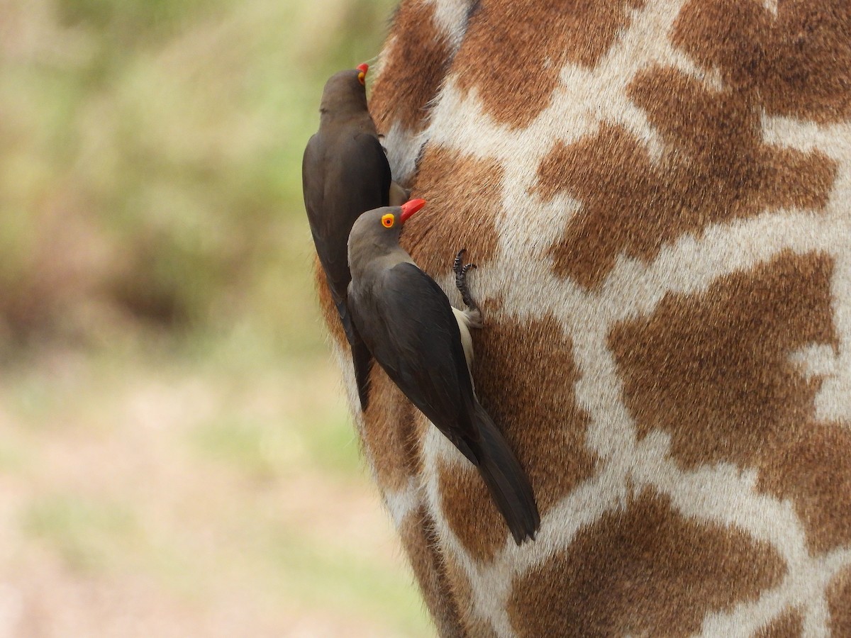 Red-billed Oxpecker - ML645966950