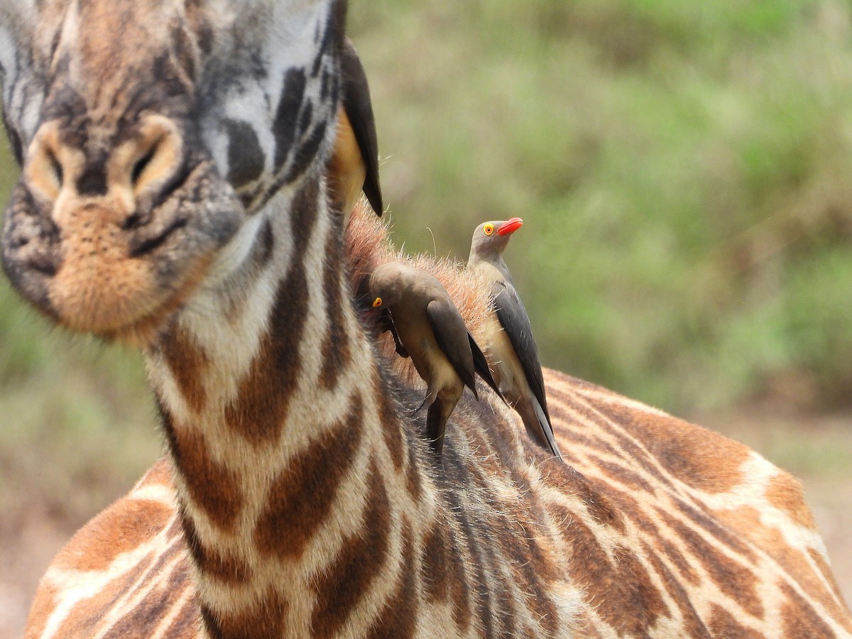 Red-billed Oxpecker - ML645966952