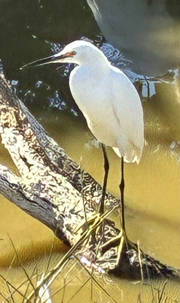 Snowy Egret - ML645966953