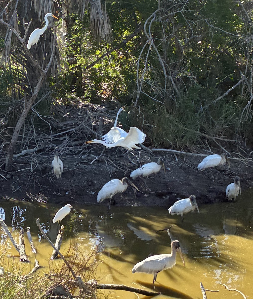 Wood Stork - ML645966956
