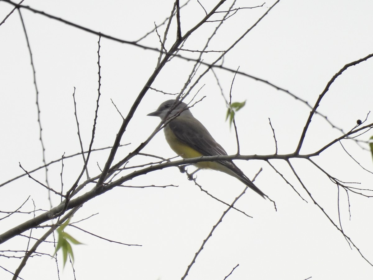 Western Kingbird - ML645966958