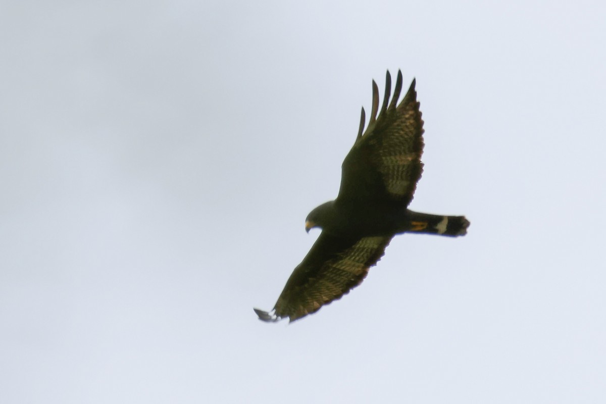 Zone-tailed Hawk - ML645966987