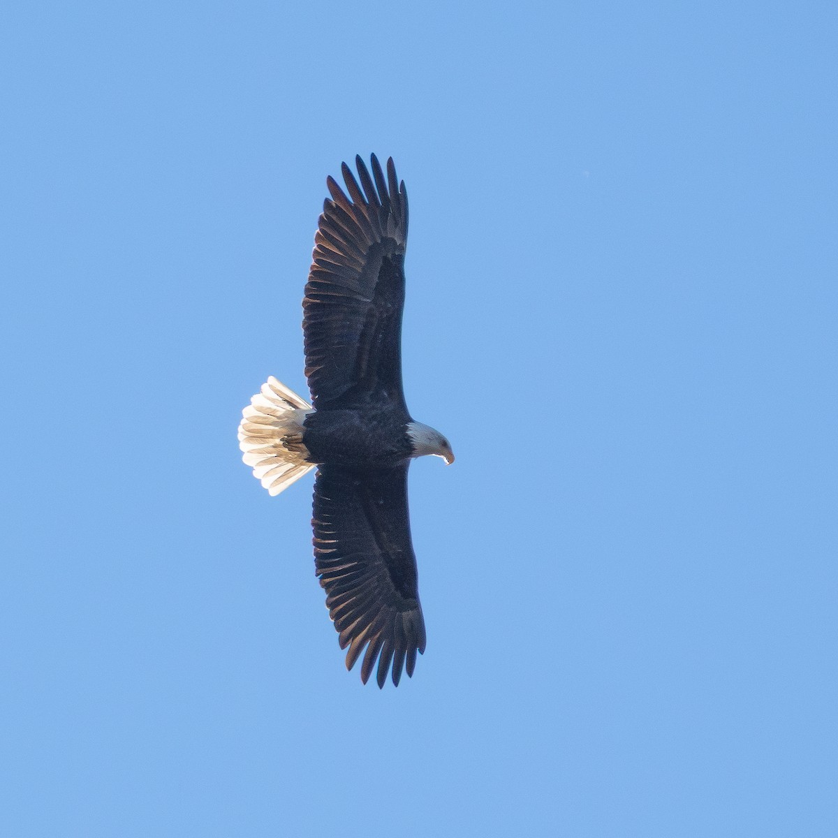 עיטם לבן-ראש - ML645966990