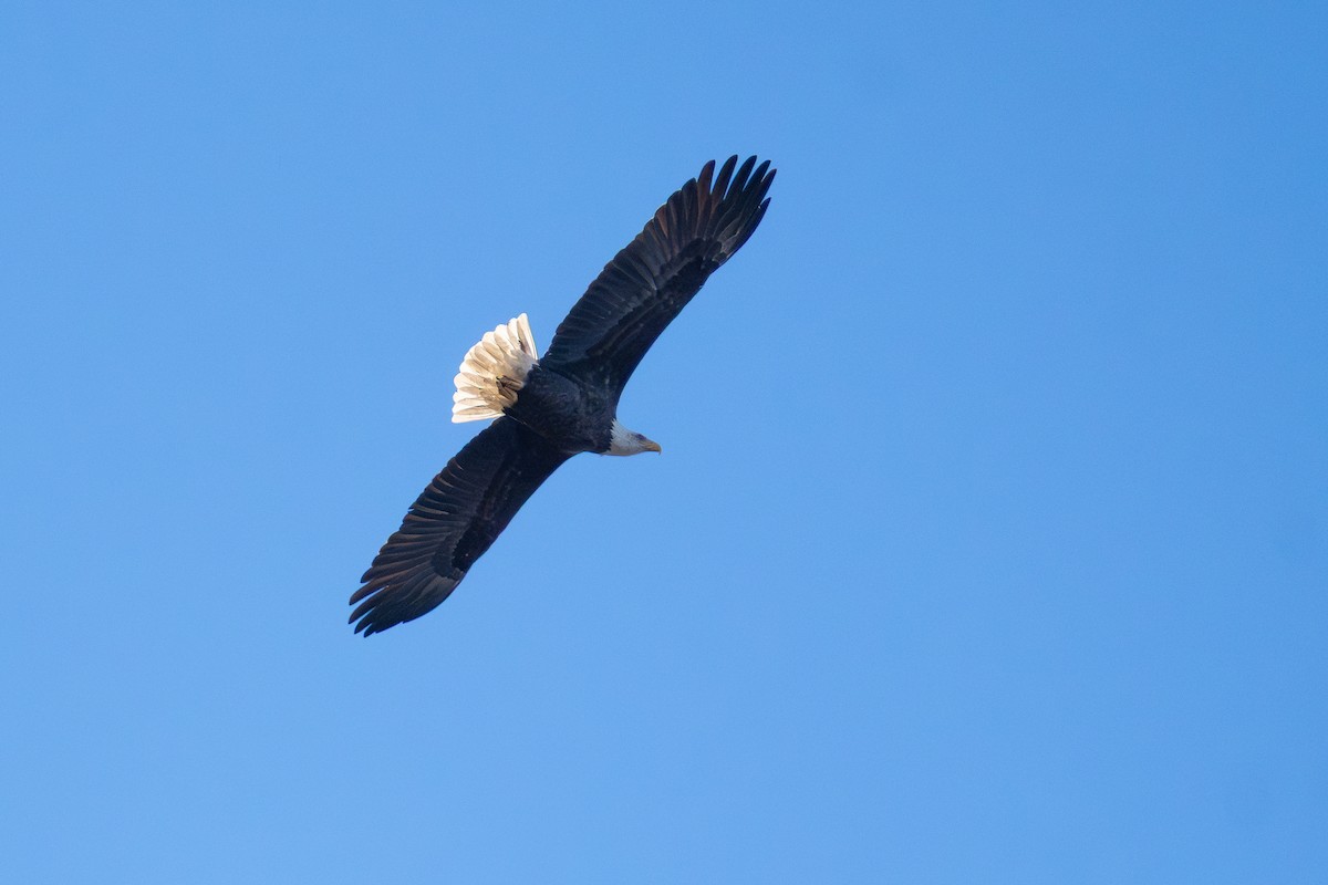 עיטם לבן-ראש - ML645966992