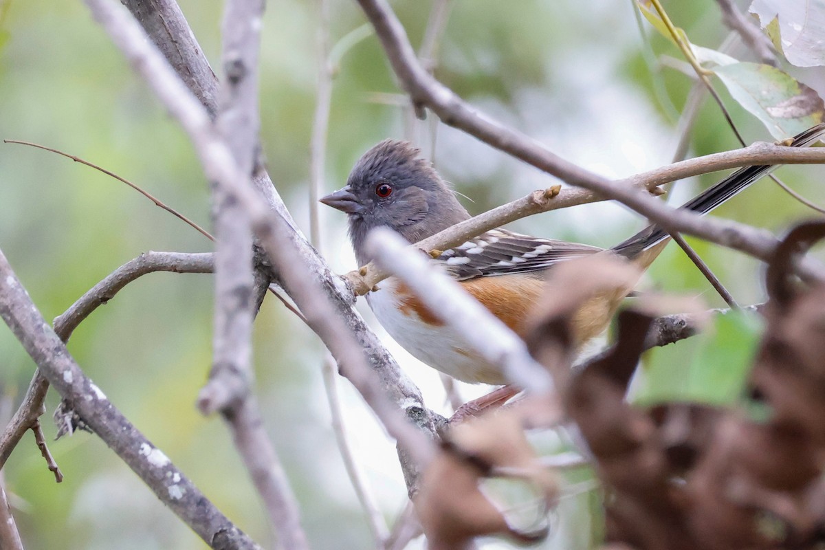 Spotted Towhee - ML645966996