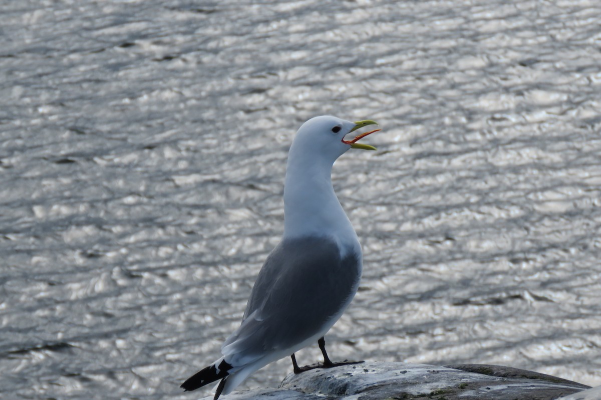 Black-legged Kittiwake - ML645967026