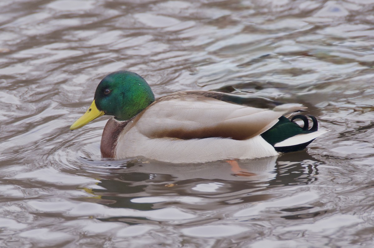 Mallard - ML645967027
