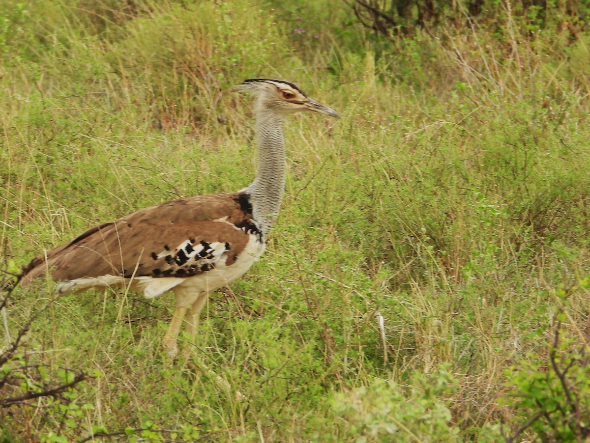 Kori Bustard - ML645967028
