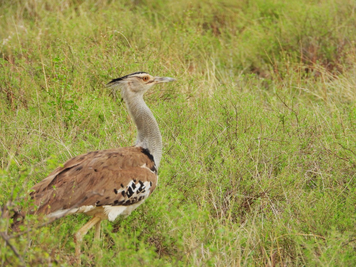 Kori Bustard - ML645967029