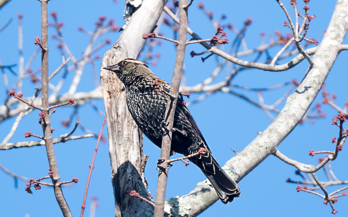 Red-winged Blackbird (Red-winged) - ML645967042