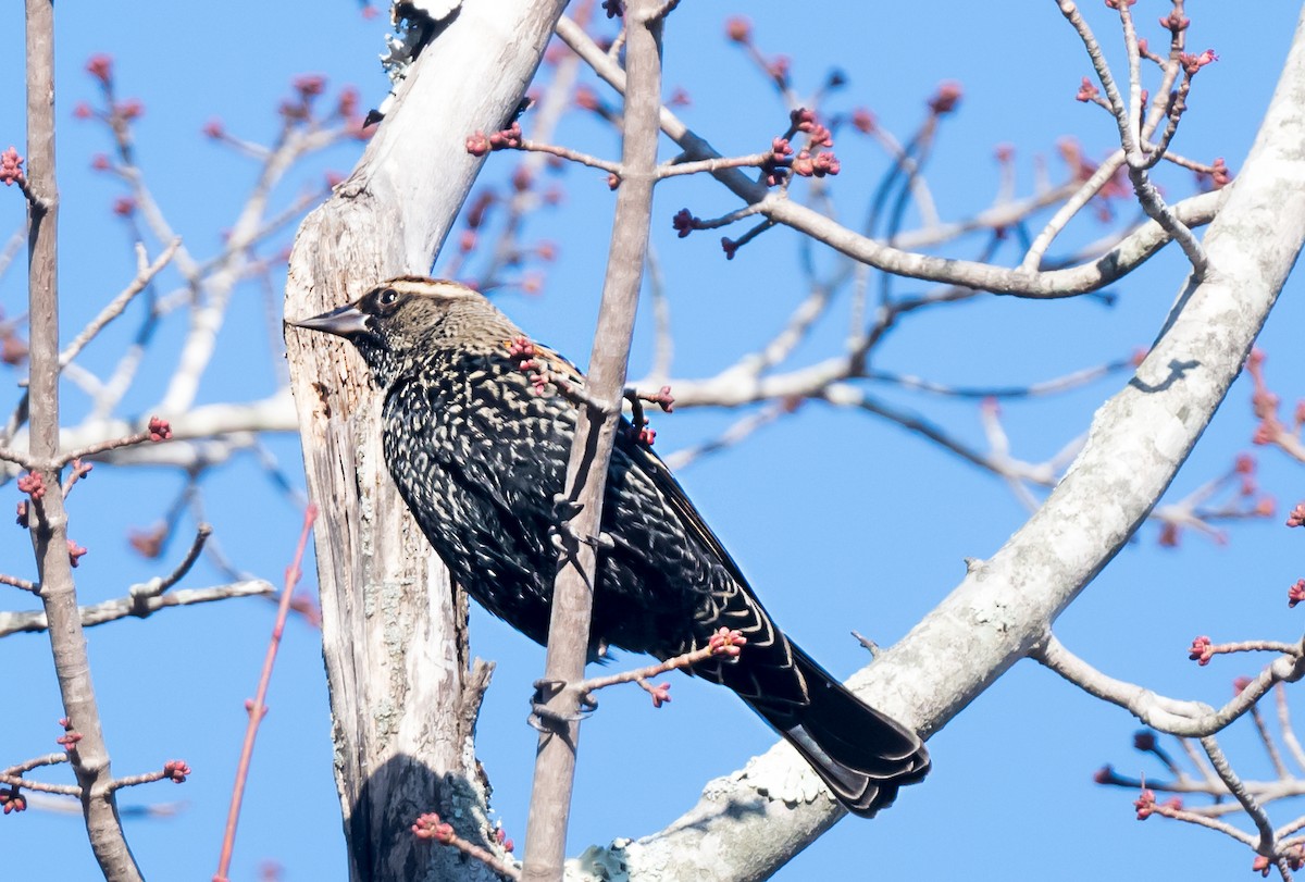 Red-winged Blackbird (Red-winged) - ML645967043