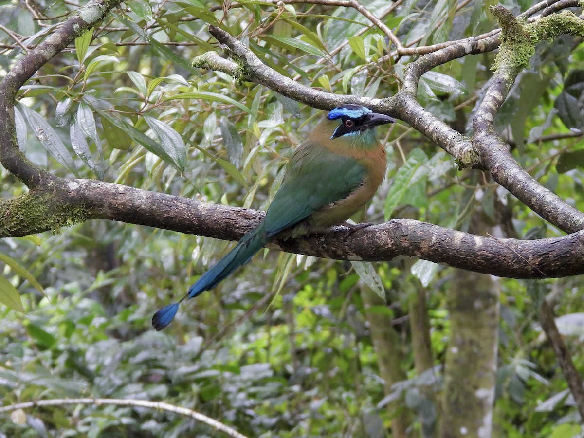 Lesson Motmotu - ML645967048