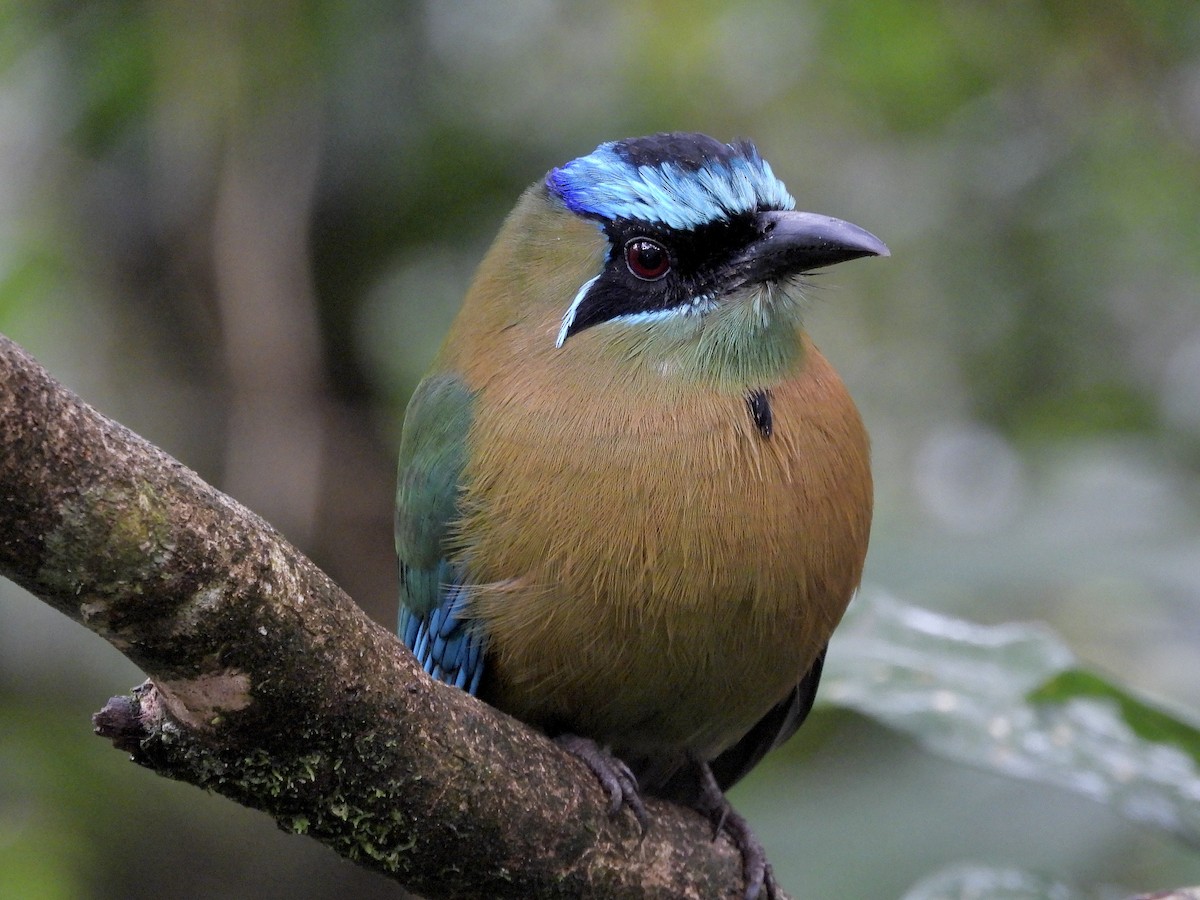 Lesson Motmotu - ML645967049