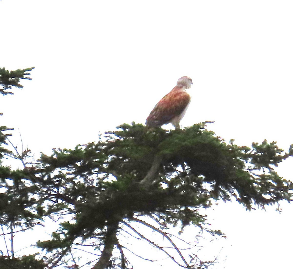 Buse rouilleuse - ML645967052