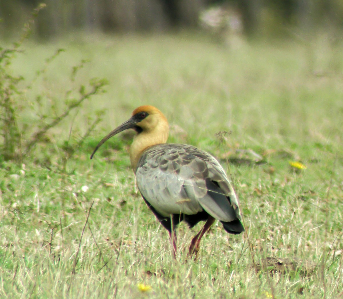 İbikli Sarıca Aynak - ML645967053