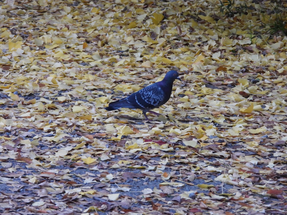 Haitz-usoa (etxekoa) - ML645967056