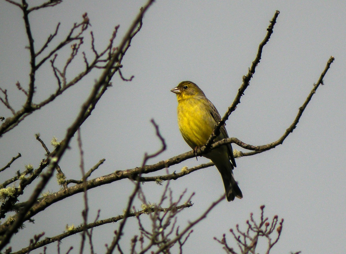 Grassland Yellow-Finch - ML645967057
