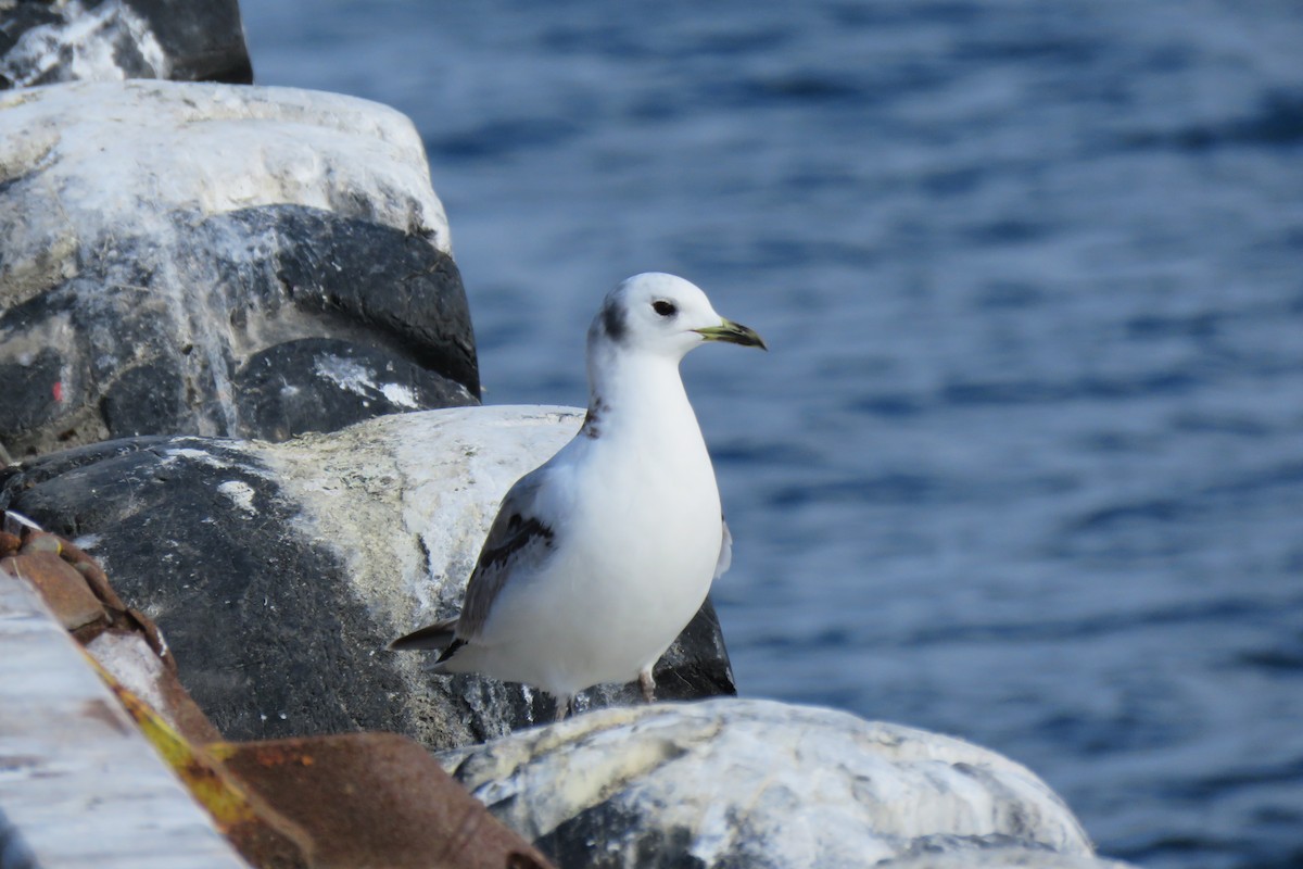 Black-legged Kittiwake - ML645967058