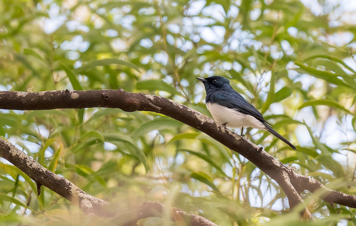 Satin Flycatcher - ML645967062