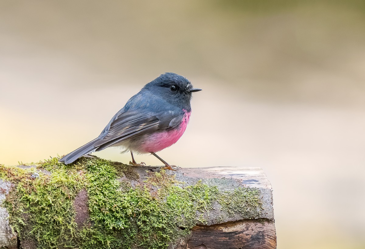 Pink Robin - ML645967068