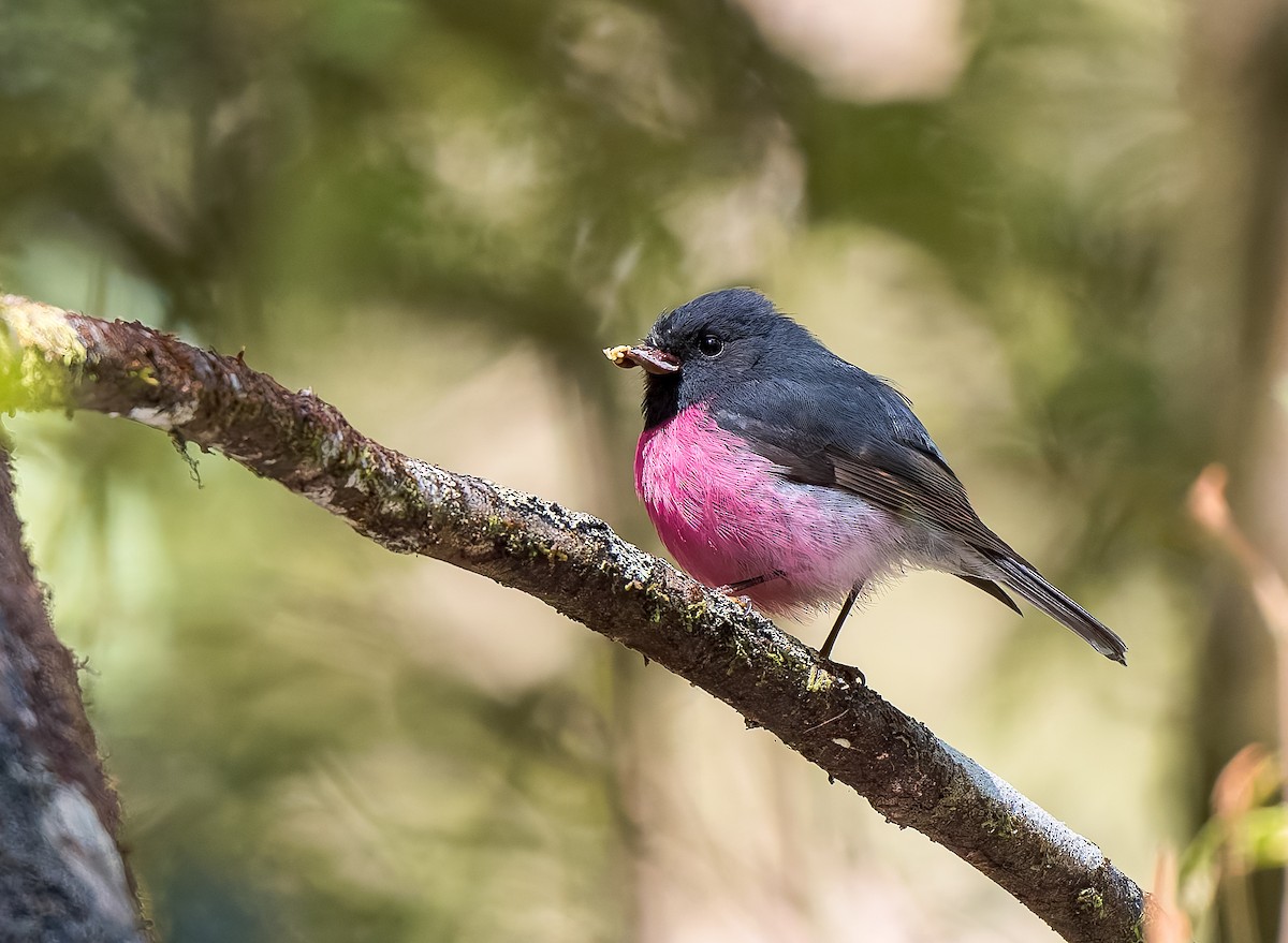 Pink Robin - ML645967078