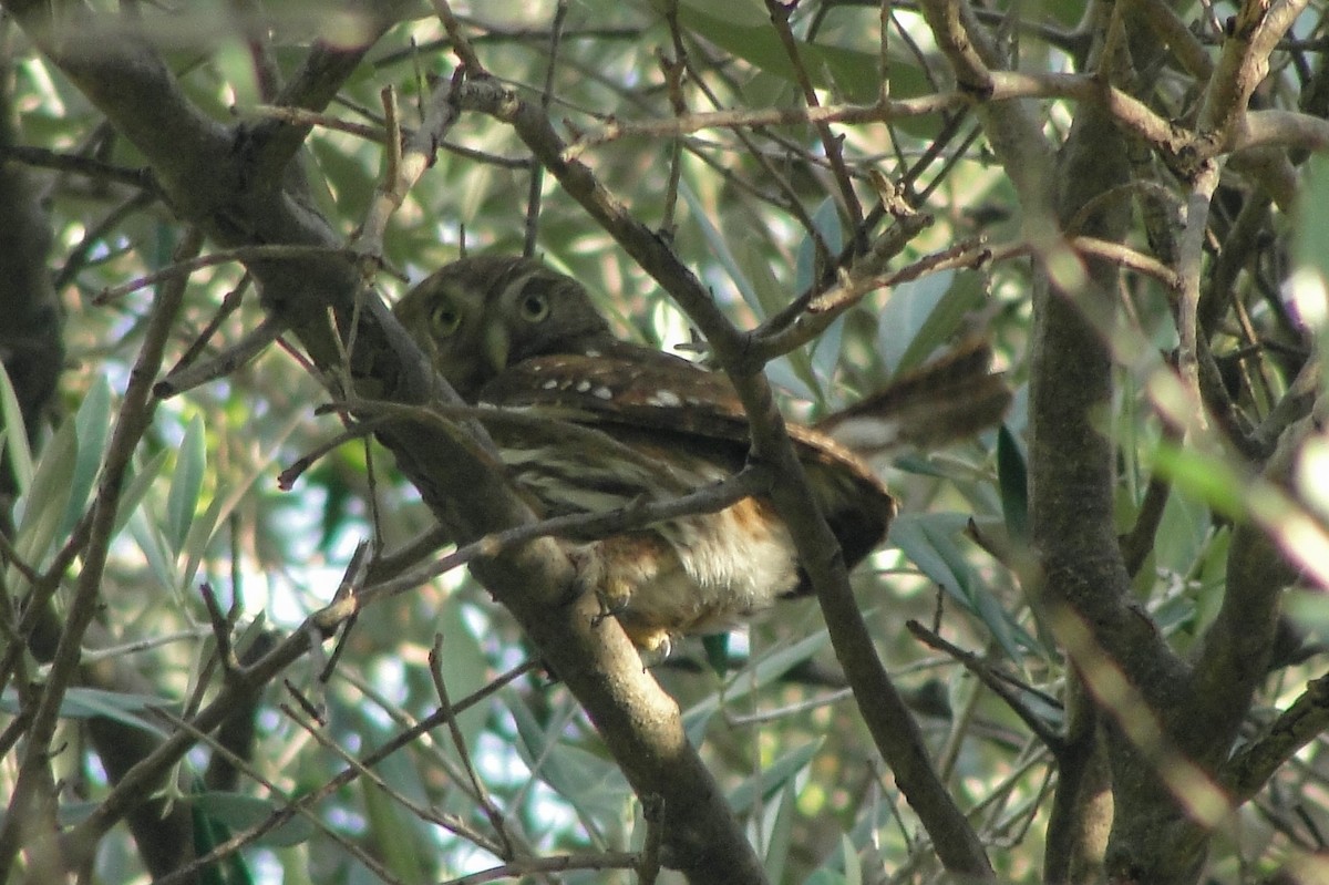 Ferruginous Pygmy-Owl - ML645967088