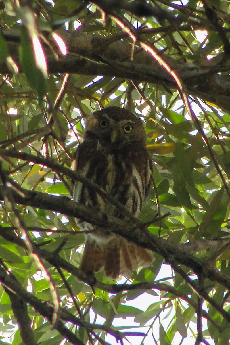 Ferruginous Pygmy-Owl - ML645967089