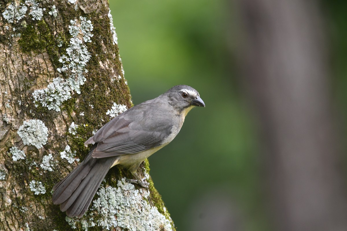 Bluish-gray Saltator - ML645967103