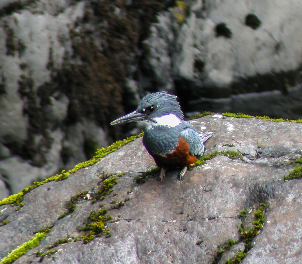 Ringed Kingfisher - ML645967107