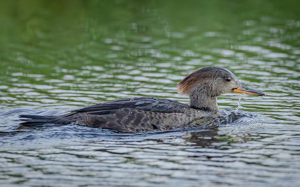 Smergo dal cappuccio - ML645967108