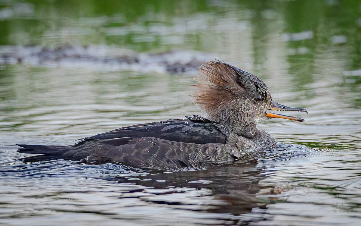 Smergo dal cappuccio - ML645967109