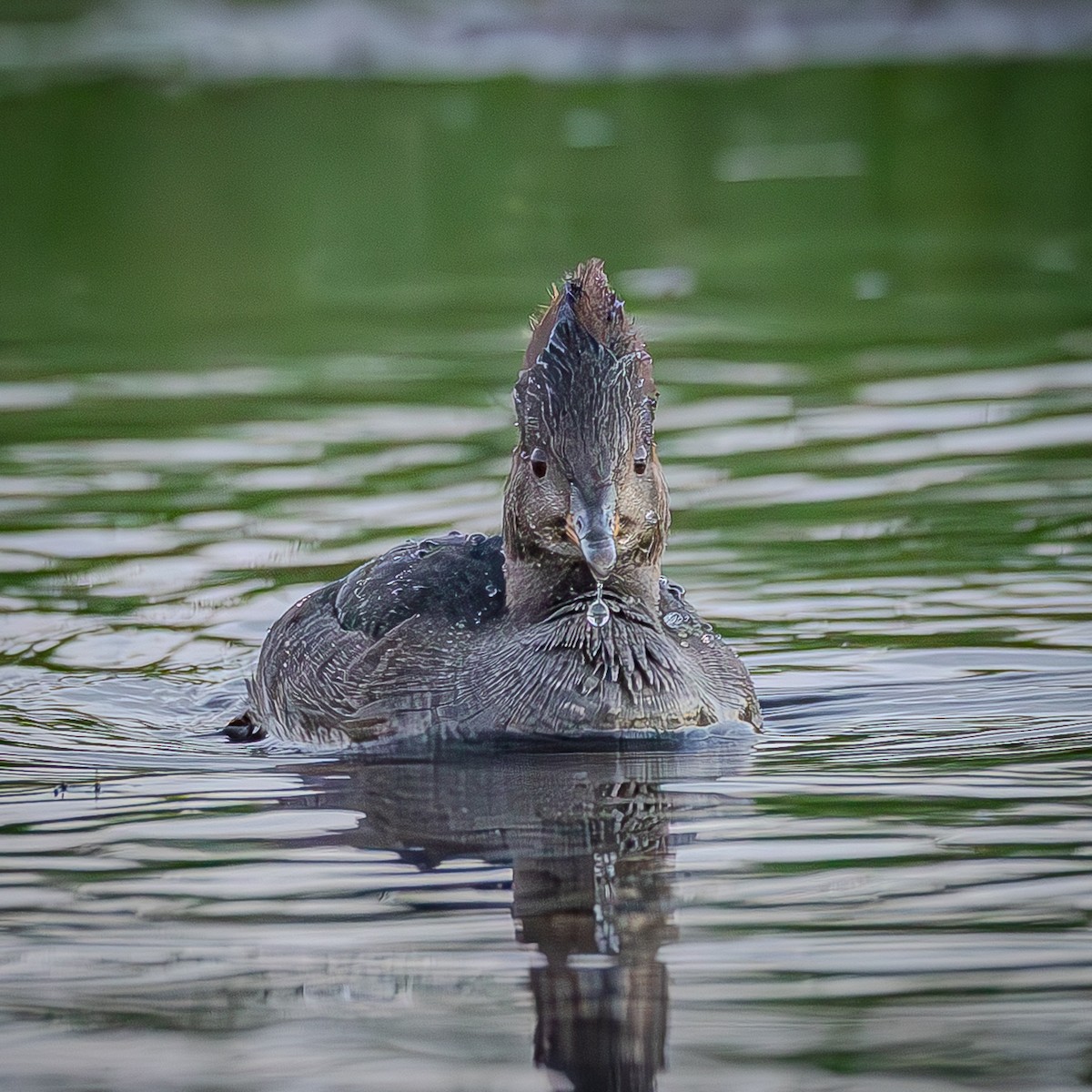 Smergo dal cappuccio - ML645967112